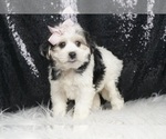 Small #5 Morkie