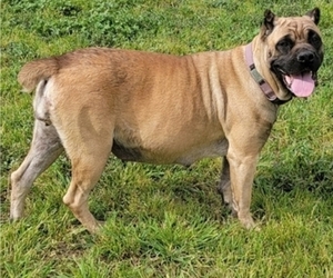 Mother of the Cane Corso puppies born on 12/17/2023