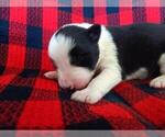 Small #6 Border Collie