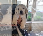 Puppy Mr Black English Cream Golden Retriever