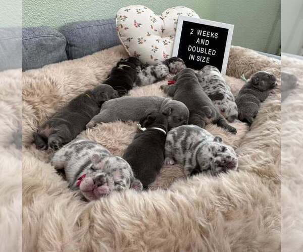 Medium Photo #10 French Bulldog Puppy For Sale in PLEASANTON, CA, USA