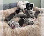 Small #9 French Bulldog