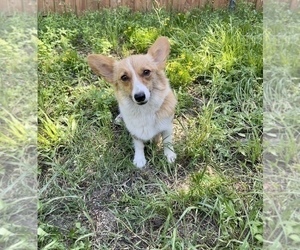 Mother of the Pembroke Welsh Corgi puppies born on 04/24/2023