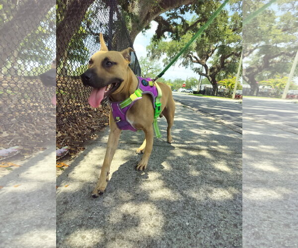 Medium Photo #5 Black Mouth Cur-Unknown Mix Puppy For Sale in Sanford, FL, USA