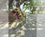 Small #4 Black Mouth Cur Mix