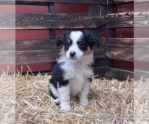 Miniature Australian Shepherd Puppy for Sale in CORYDON, Iowa USA