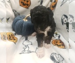 Small Photo #10 Bernedoodle (Miniature) Puppy For Sale in DANVILLE, IN, USA