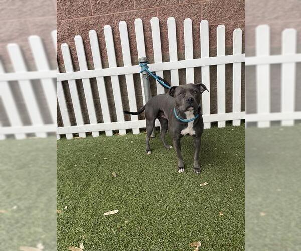 Medium Photo #1 American Pit Bull Terrier Puppy For Sale in Modesto, CA, USA