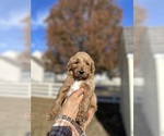 Puppy Puppy 3 Goldendoodle