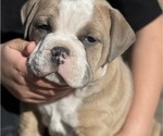 Small Photo #2 Olde English Bulldogge Puppy For Sale in WAYNESVILLE, OH, USA