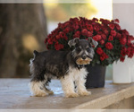 Puppy Crystal Schnauzer (Miniature)