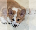 Small #1 Pembroke Welsh Corgi