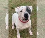 Small #1 American Bulldog Mix