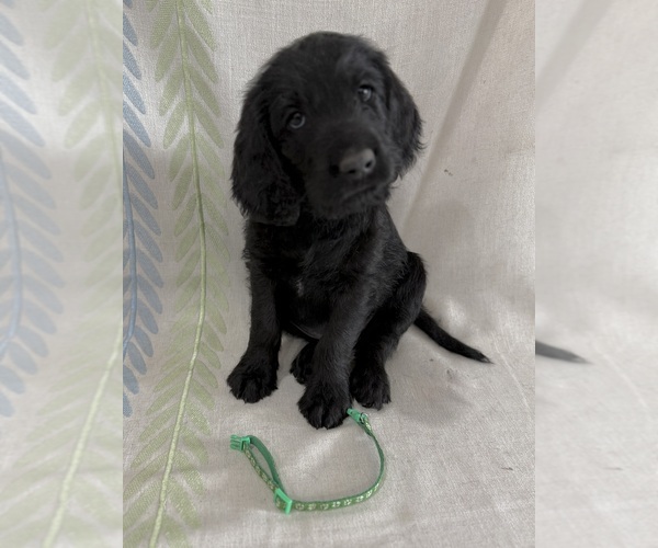 Medium Photo #1 Labradoodle Puppy For Sale in PRESCOTT VALLEY, AZ, USA