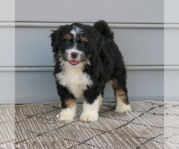 Medium Photo #2 Bernedoodle (Miniature) Puppy For Sale in NARVON, PA, USA