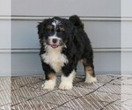 Small #1 Bernedoodle (Miniature)