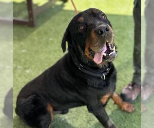 Rottweiler Dogs for adoption in Camarillo, CA, USA