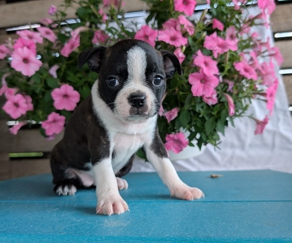 Medium Photo #7 Boston Terrier Puppy For Sale in GOSHEN, IN, USA