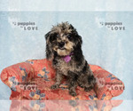 Small #13 Poodle (Toy)
