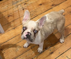French Bulldog Puppy for Sale in NEW BEDFORD, Massachusetts USA