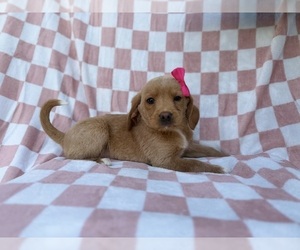 Beagle-Labradoodle Mix Puppy for sale in LAKELAND, FL, USA