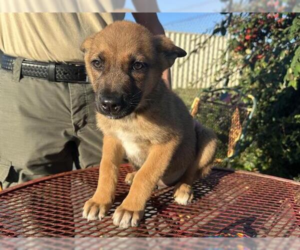 Medium Photo #1 German Shepherd Dog-Unknown Mix Puppy For Sale in McKinleyville, CA, USA