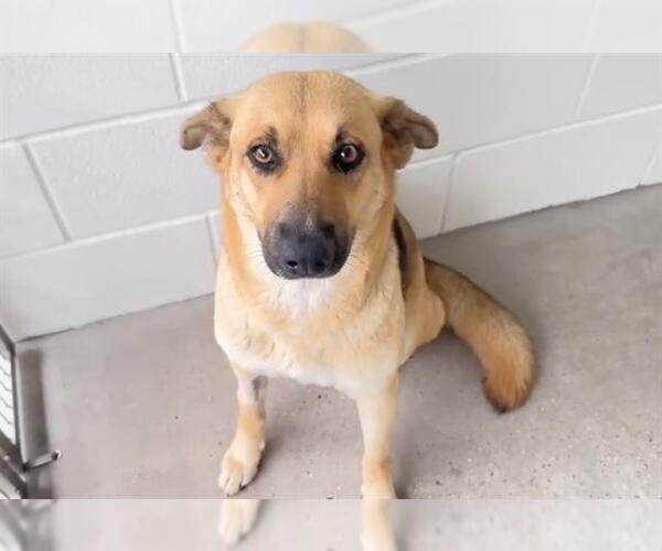 Medium Photo #2 German Shepherd Dog-Unknown Mix Puppy For Sale in Houston, TX, USA