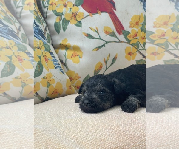 Medium Photo #2 Mutt Puppy For Sale in HOPKINSVILLE/PRINCETON, KY, NH, USA