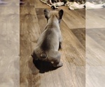 Small #9 French Bulldog