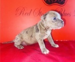 Small #2 American Bully