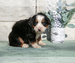 Small #2 Bernese Mountain Dog