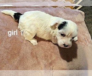 Chinese Crested Puppy for Sale in SALEM, Missouri USA