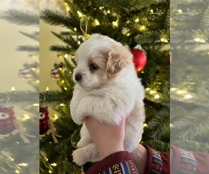 Yoranian Puppy for sale in MONTPELIER, VA, USA