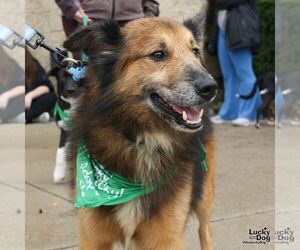 Gumdrop - Male Mutt Dog for Adoption - Photo #4