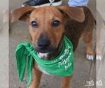Small #1 Labrador Retriever Mix