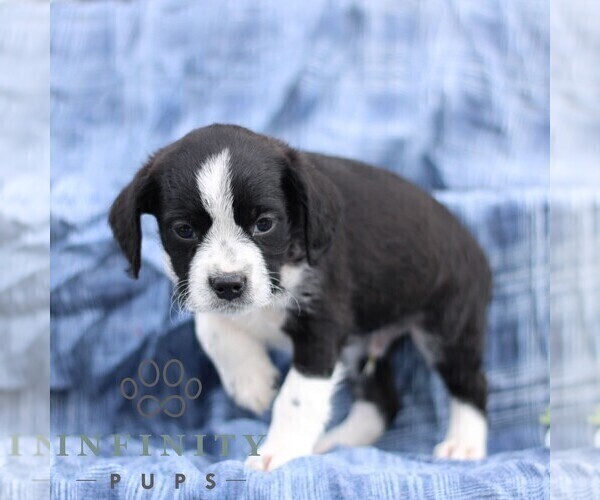 Medium Photo #4 Boston Terrier-Cock-A-Poo Mix Puppy For Sale in PORT ROYAL, PA, USA