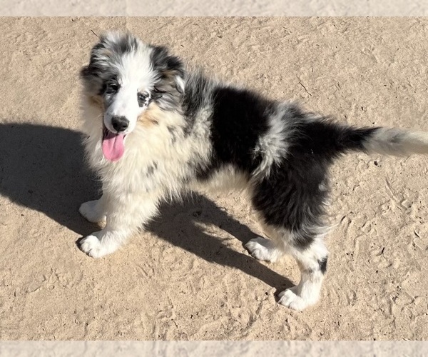 Medium Photo #1 Shetland Sheepdog Puppy For Sale in FORT MORGAN, CO, USA