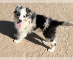 Image preview for Ad Listing. Nickname: Blue Merle M1