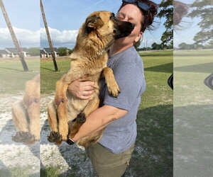 Lucca (FKA Gracie Lou) - PA - Female Mutt Dog for Adoption - Photo #6