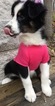 Small Photo #41 Australian Shepherd Puppy For Sale in ARBA, IN, USA