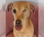 Small #4 Italian Greyhuahua
