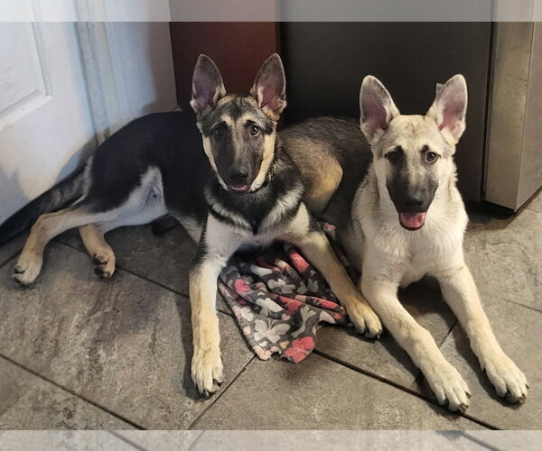 Medium Photo #3 German Shepherd Dog Puppy For Sale in La Grange , NC, USA