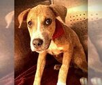Small #1 American Staffordshire Terrier