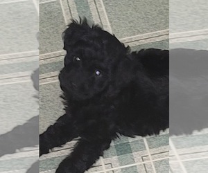 Poodle (Standard)-Shorkie Tzu Mix Puppy for sale in SPARTANBURG, SC, USA