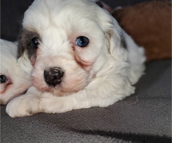 Medium Photo #11 Bernedoodle (Miniature) Puppy For Sale in LEETONIA, OH, USA