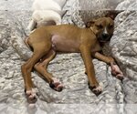 Small Photo #17 Black Mouth Cur-Unknown Mix Puppy For Sale in Orlando, FL, USA
