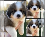 Small Photo #6 Great Bernese Puppy For Sale in OVERLAND, KS, USA