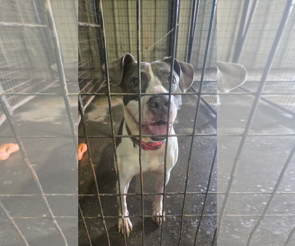 Medium Photo #1 American Staffordshire Terrier-Unknown Mix Puppy For Sale in Jackson, MS, USA