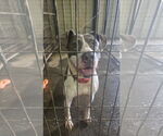 Small American Staffordshire Terrier Mix