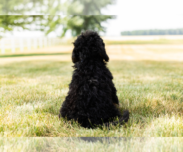 Medium Photo #10 Bernedoodle-Poodle (Miniature) Mix Puppy For Sale in SHIPSHEWANA, IN, USA